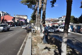 Tatvan’da Park ve Bahçelerden Ağaç Budama Çalışmaları