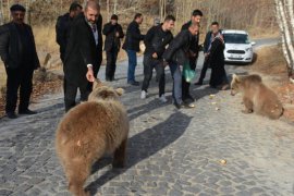 Nemrut’taki ayılar kavurma ile beslendi