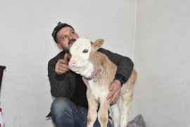 Yoncabaşı Köyü’nde Buzağıya Çorap Giydirip Biberonla Besliyorlar