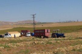 Bitlis’te Kuru Fasulye Hasadı Başladı