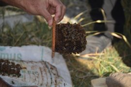 BEÜ’de Arı ve Bal Üretimi Geliştirilirken, Uluslararası Standartta Bal Analizi Yapılıyor