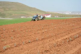 Bitlis’te lavanta fideleri toprakla buluştu