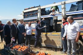 Bitlis'te Domates Hasadı Başladı