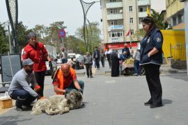 Tatvan’daki Sokak Hayvanlarına Yönelik Aşılama Çalışmaları Yapıldı