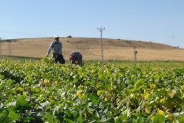 Tatvan’daki Çiftçiler Kuru Fasulye Hasadına Başlandı