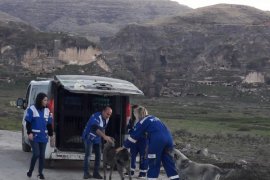 Tatvan Belediyesi Hayvan Kısırlaştırma ve Rehabilitasyon Merkezi bölgeye hizmet ediyor