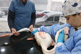 Tatvan’da İlk Müdahalesi Yapılan Yaralı Flamingo Van’a Sevk Edildi
