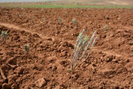 Bitlis’te lavanta fideleri toprakla buluştu