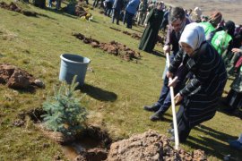 Bitlis’te fidan dikimine büyük katılım