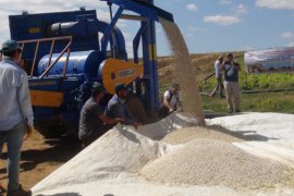 Bitlis’te Kuru Fasulye Hasadı Başladı