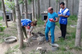 HAYTAP ile İmuneksfarma Bitlis’teki sokak hayvanları için ilaç gönderdi