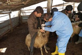 Bitlis’te Hayvan Yetiştiriciliği Kayıt ve İzleme Faaliyetleri Devam Ediyor