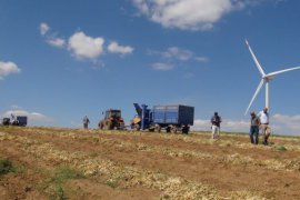 Bitlis’te Kuru Fasulye Hasadı Başladı