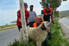 Tatvan’daki Sokak Hayvanlarına Yönelik Aşılama Çalışmaları Yapıldı