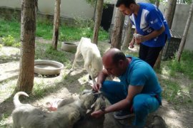 HAYTAP ile İmuneksfarma Bitlis’teki sokak hayvanları için ilaç gönderdi