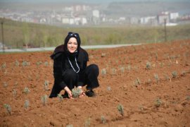 Bitlis’te lavanta fideleri toprakla buluştu