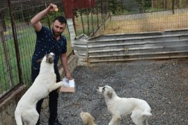 Havanseverler Bitlis Hayvan Bakım ve Rehabilitasyon Merkezi’ni ziyaret etti