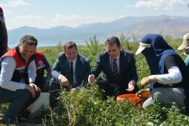 Bitlis'te Domates Hasadı Başladı