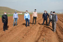 Bitlis’te lavanta fideleri toprakla buluştu