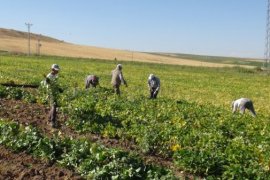 Tatvan’daki Çiftçiler Kuru Fasulye Hasadına Başlandı