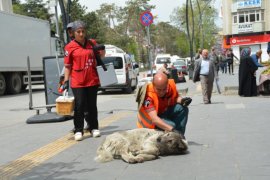 Tatvan’daki Sokak Hayvanlarına Yönelik Aşılama Çalışmaları Yapıldı