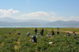 Bitlis'te Domates Hasadı Başladı