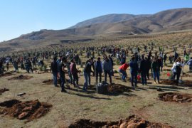 Bitlis’te fidan dikimine büyük katılım