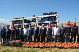 Bitlis'te Domates Hasadı Başladı