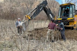 Bitlis’te Yılda 6 Bin 730 Ton Kabuklu Ceviz Üretiliyor