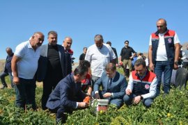 Bitlis'te Domates Hasadı Başladı