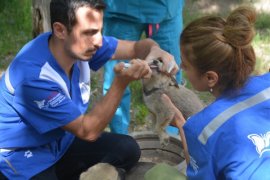 HAYTAP ile İmuneksfarma Bitlis’teki sokak hayvanları için ilaç gönderdi