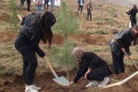 Tatvan’da 500 Adet Karaçam Fidanı Toprakla Buluştu