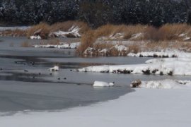 Aktivistler Kuşlar İçin Doğaya Yem Bıraktı