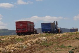 Bitlis’te Kuru Fasulye Hasadı Başladı