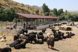 Bitlis’te Kurbanlık Pazarı Kuruldu