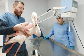 Tatvan’da İlk Müdahalesi Yapılan Yaralı Flamingo Van’a Sevk Edildi