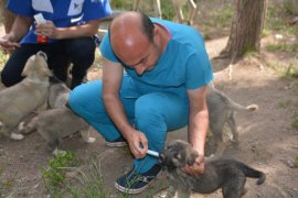 HAYTAP ile İmuneksfarma Bitlis’teki sokak hayvanları için ilaç gönderdi