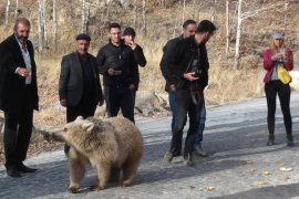 Nemrut’taki ayılar kavurma ile beslendi