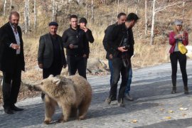 Nemrut’taki ayılar kavurma ile beslendi