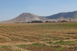 Bitlis’te Kuru Fasulye Hasadı Başladı