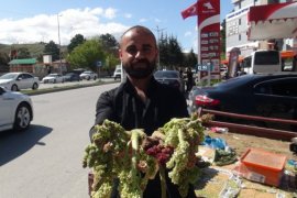 Yayla Muzu Tatvan’daki Tezgahlarda Yerini Aldı