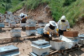 Bitlisli Kadınlar 7 Kovanla Başladıkları Arıcılıkta 100 Kovana Ulaştı