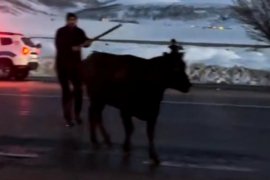 Bitlis'te İki Tır Devrildi ve Büyükbaş Hayvanlar Öldü