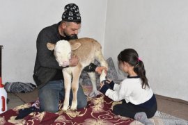 Yoncabaşı Köyü’nde Buzağıya Çorap Giydirip Biberonla Besliyorlar