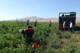 Tatvan’da Bu Yıl 17 Bin 200 Dönüm Domates Ekildi