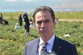 Bitlis'te Domates Hasadı Başladı