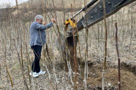 Bitlis’te Yılda 6 Bin 730 Ton Kabuklu Ceviz Üretiliyor