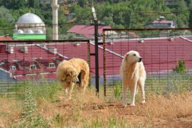 Havanseverler Bitlis Hayvan Bakım ve Rehabilitasyon Merkezi’ni ziyaret etti