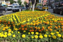 Tatvan’da çiçek dikimi çalışmaları devam ediyor