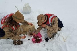 Bitlis'te Doğaya Yiyecek ve Yem Bırakıldı